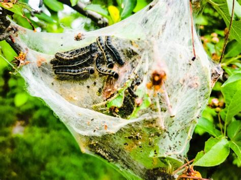 Bag Worms vs Tent Caterpillars: A Comprehensive Guide to Managing Pest Invasions