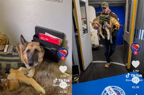 Baggage Check Agent and my Service Dog : r/SouthwestAirlines