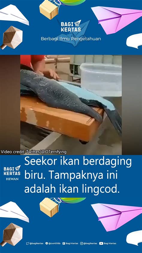 Bagi Kertas on Instagram: "Kamu pernah meneliti ikan lingcod?