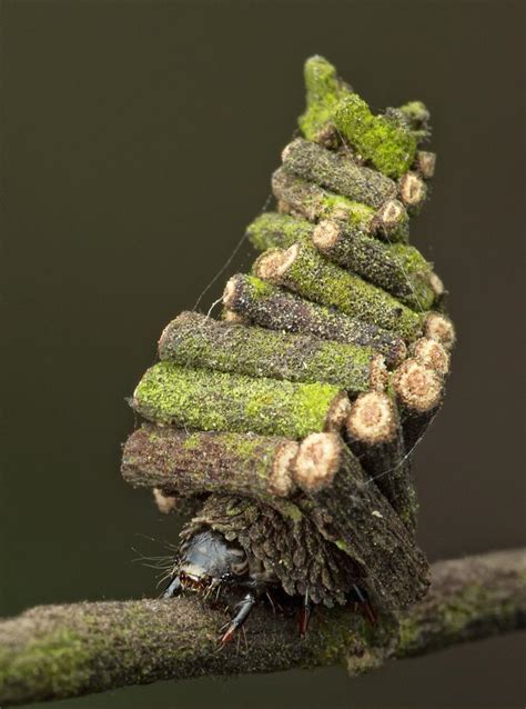 Bagworm moth caterpillar. 