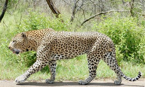 Bahasa inggris macan tutul afrika.  They are predators, so Bahasa Asing ...