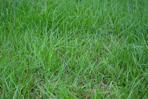 Bahia grass lawn. What Kind Of Grass Should You Grow Under Shade Trees? Ultimately, it all comes down to your lawn's unique needs. Seville St. Augustine, Zoysia, and Centipede are always solid choices. However, if your lawn is fairly chilly or damp, Fescues and Bahia can work well. For coastal lawns, Seashore Paspalum often is a great option. 