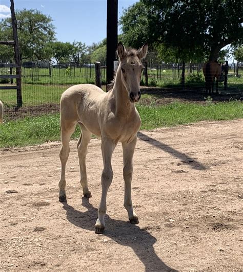 Bailey Ranch Breeders