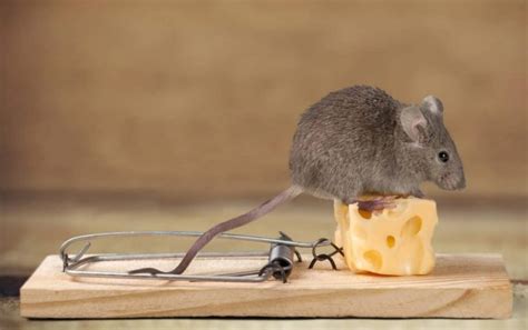 Bait for mice. Feb 27, 2024 · The most effective mouse trap baits are high in nutrients, with a strong aroma that can be easily detected by mice. Options include food-based baits like peanut butter, chocolate, pet food, and bacon, or nesting materials like cotton, yarn, and dental floss. 