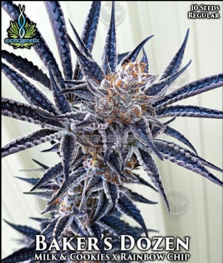 Baker's dozen strain. See photos of Baker's Dozen cannabis buds. Browse user-submitted photos of Baker's Dozen weed and upload your own images of this marijuana strain. 
