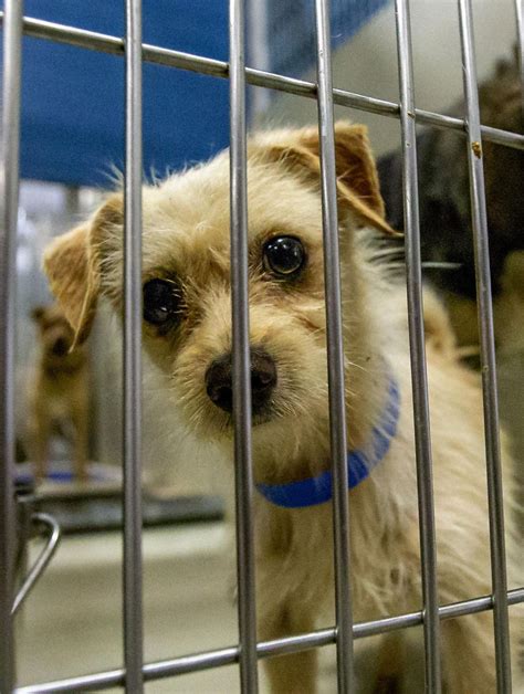 Bakersfield pet shelter. The Bakersfield City Council voted Wednesday to address the city's animal shelter crisis by putting in place a series of measures tightening regulations on dog spaying and neutering while introducing 