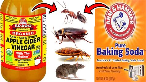 Baking soda and vinegar to kill roaches. Boric Acid (True) Diatomaceous Earth (True) Baking Soda and Sugar (Somewhat True) Isopropyl Alcohol (Somewhat True) Cucumber Slices (Somewhat … 