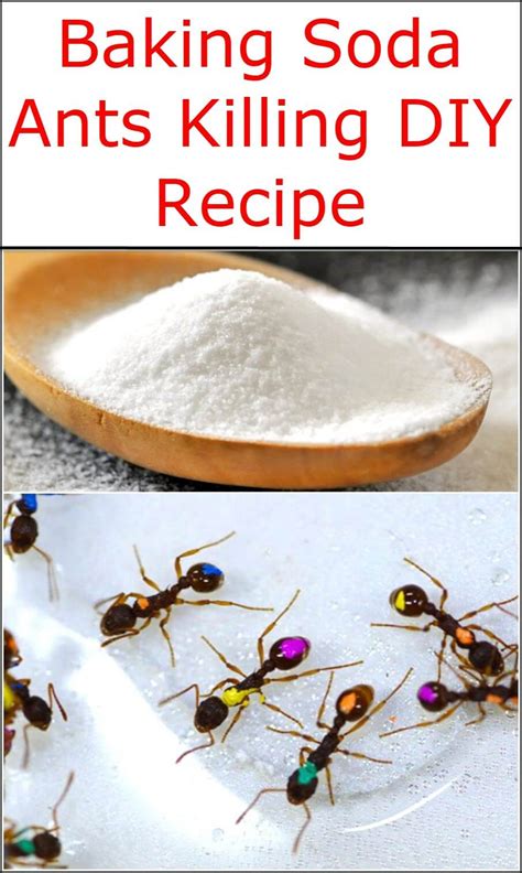 Baking soda ants. 