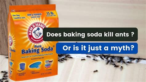 The Science Behind Baking Soda and Ants. Baking soda, also known as sodium bicarbonate, is a common household ingredient that has been used for various purposes, including as a natural remedy for ant infestations. But have you ever wondered why baking soda is so effective at killing ants? Let’s dive into the science behind this phenomenon.