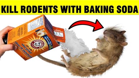Baking soda cornmeal rat poison. The idea behind using baking soda to kill rats is that the bicarbonate in the powder will react with stomach acids of the rodent. This will create a gas that is carbon dioxide. … 