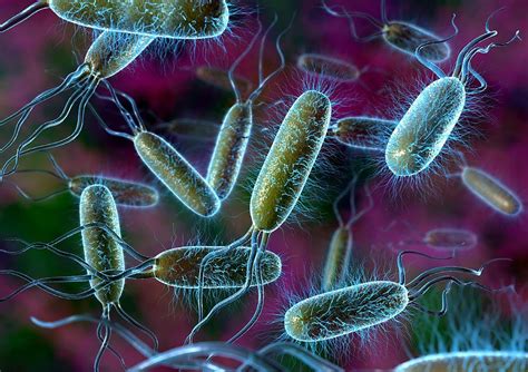 Bakterilerin insan sağlığına zararları
