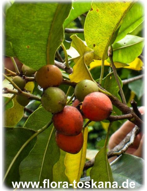 Bakul {Mimusops Elengi), Mallotus philips