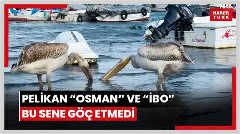 Balıkçıların beslediği pelikan Osman ile İbo bu sene göç etmedi