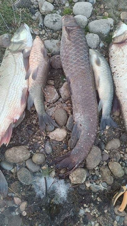 veodersti.rgarabwor.edu.pl. 