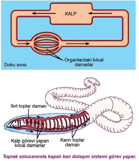 Balık soğuk kanlı hayvanlar , kapalı bir dolaşım sistemi.