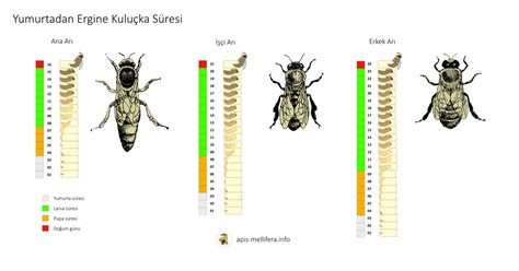 Bal Arılarında ( Apis mellifera L.) Polen Toplama Faaliyetlerinin.