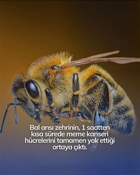 Bal Arısı Facebook.