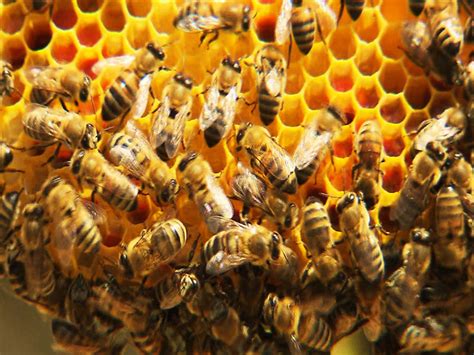 Bal arısı kaç kilometre gidebiliyor