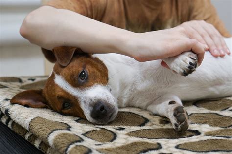 Balance Your Dog Canine Massage