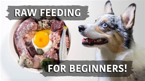 Balancing a Raw Diet - My Dogs are Hungry!!! - Google Sites