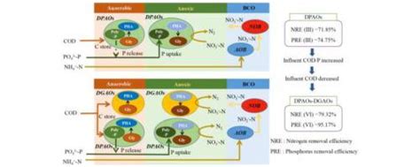 Balancing denitrifying phosphorus-accumulating organisms and ...