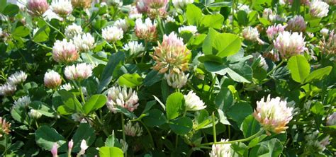 Balansa Clover Forage Information System Oregon …