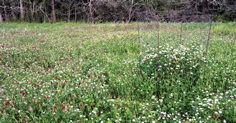 Balansa Clover for Deer National Deer Association