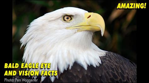 Bald Eagle Vision