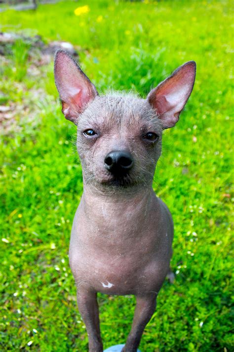 Bald chihuahua. Short-Hair Chihuahuas. Long-Hair Chihuahuas. Apple Head Chihuahuas. Deer Head Chihuahuas. Teacup Chihuahuas. Pear-Headed Chihuahuas. Color-Named Chihuahuas (such as fawn Chihuahuas) Learn about these Chihuahua variations, which ones are officially recognized by the AKC (hint: not as many as you’d think), and more … 