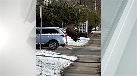Bald eagle sighted in Gloversville