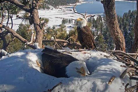 Bald eagles nest on Cave Run Lake Local News dailyindependent.com