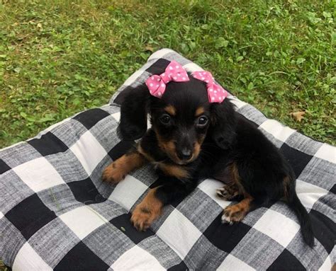 A Dachshund for sale in West Virginia is no