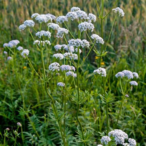 Baldrian (Valeriana Officinalis) - Sundhedsguiden