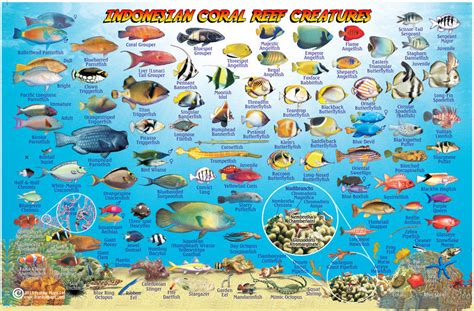 Bali reef fish identification.  You’ll learn about the different features of Wij...