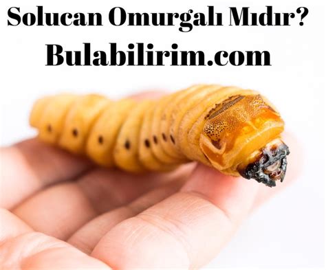 Balinanın omurgası var mıdır .
