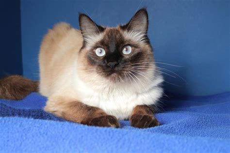 Balinese cat for adoption. 249 Balinese Cats adopted on Rescue Me! Donate. Adopt Balinese Cats in California. No Balineses for adoption in California. Please click a new state below. This map shows … 