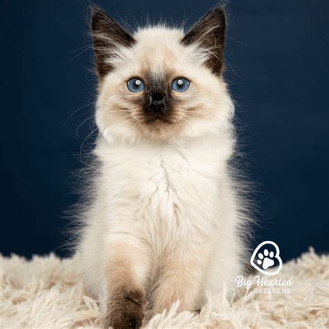 Balinese kittens ma. .  ...