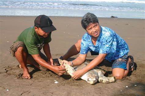 Balinese turtle-hunters turn protectors WWF