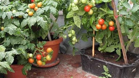 Balkonda domates