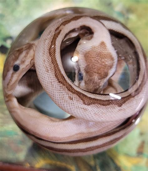 Ball Python - Etsy New Zealand