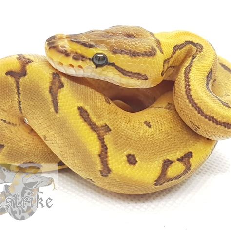 Ball Python Care Sheet FirstStrike Reptile Supplies