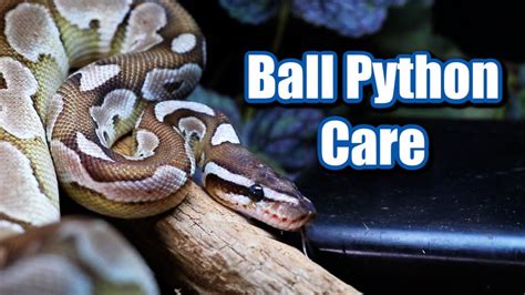 Ball Python Care Sheet How to Care for a Ball Python NUTRITION LINE