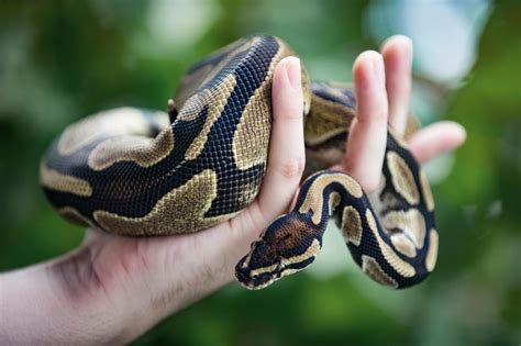 Ball Python Care Sheet Printable Guide Lovetoknow Riset