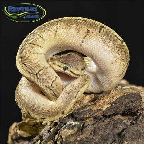 Ball Python Care Sheet Reptiles by Mack