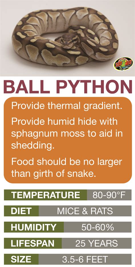 Ball Python Care Sheet. Learn the basics of Ball Python habitat setup