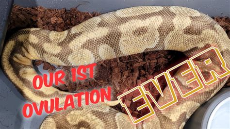 Ball Python Ovulation! YouTube