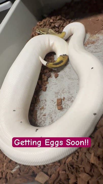 Ball Python Ovulation 2 YouTube