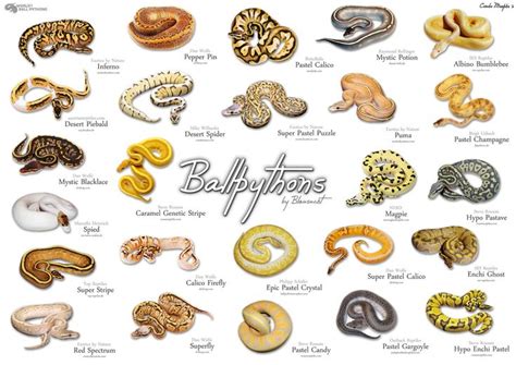 Ball Python morphs Charts Pythons Review