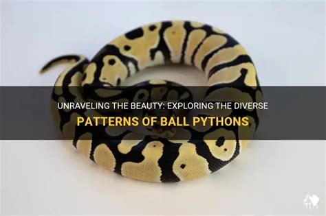 Ball Python patterns Pythons Review