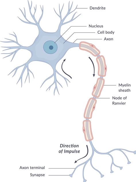 Ball and Stick model part 1 NEURON